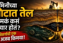 Crude Oil: ३० कोटी वर्षांची निसर्गाची अद्भुत किमया