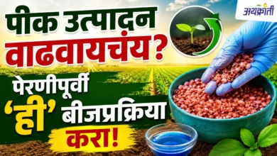 बीजप्रक्रिया: कमी खर्चात अधिक उत्पादन मिळवण्याचा मंत्र