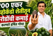 Harshit Godha Success Story: Avocado Farming ने कमावले कोट्यवधी