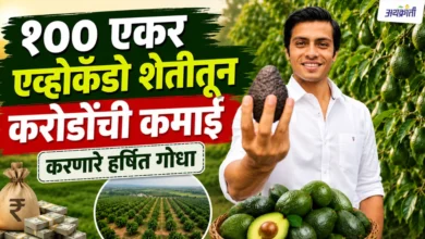 Harshit Godha Success Story: Avocado Farming ने कमावले कोट्यवधी
